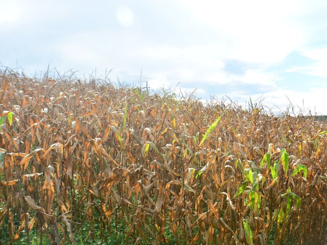 Leia mais sobre o artigo Sistema da Epagri facilita identificação da aptidão climática das terras catarinenses