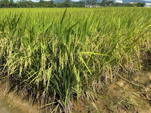 Leia mais sobre o artigo Epagri lança nova variedade de arroz irrigado que se destaca pela alta produtividade