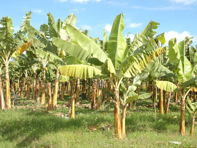 Leia mais sobre o artigo Aplicativo da Epagri apoia bananicultores do Sul catarinense no controle da sigatoka amarela