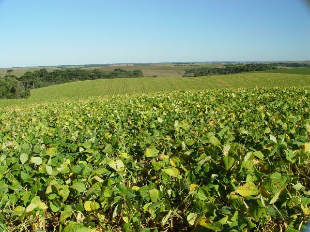 Leia mais sobre o artigo Condições para ocorrência de La Niña aumentam, o que pode impactar a produção de soja no Oeste de SC