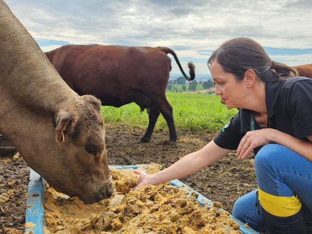 Leia mais sobre o artigo Epagri de Lages estuda o uso do bagaço da maçã na pecuária de corte