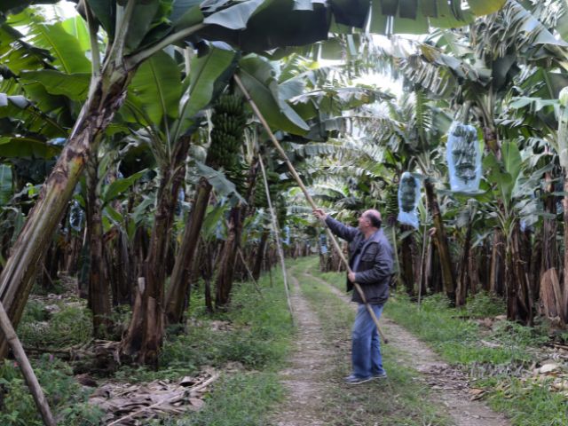 Leia mais sobre o artigo Software da Epagri facilita adubação de bananais 