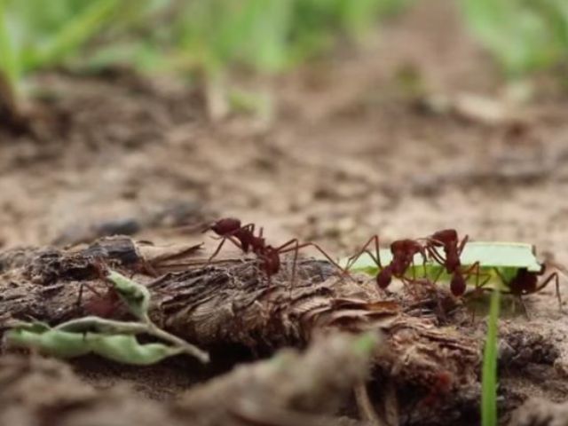 Leia mais sobre o artigo Publicação orienta sobre manejo de formigas cortadeiras