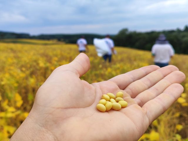 Leia mais sobre o artigo Produção de soja em Santa Catarina cresceu 275% nos últimos doze anos